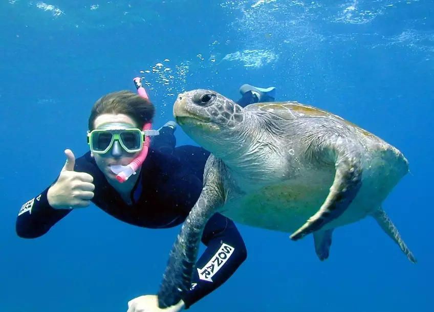 Caribbean turtle snorkeling