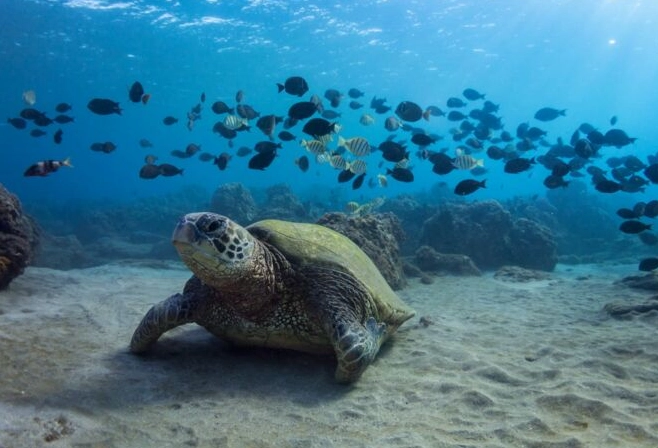 Caribbean turtle nesting beaches