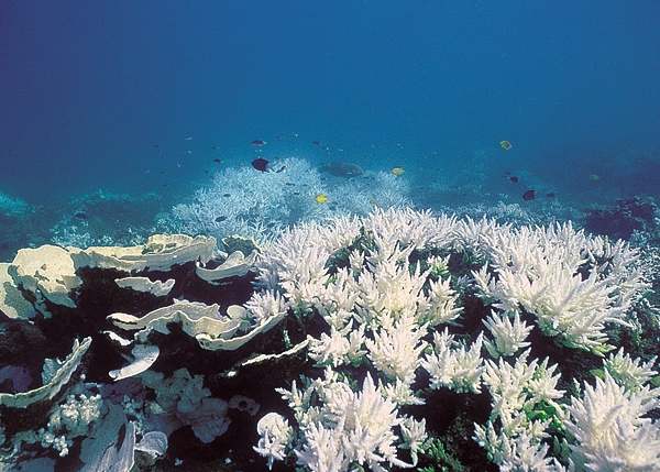 effects of coral bleaching