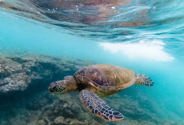 best place to see sea turtles