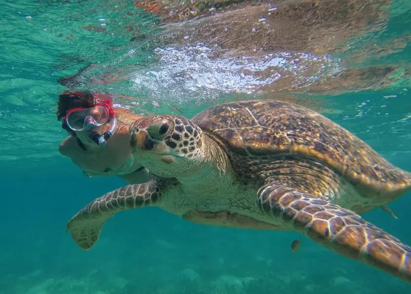 hawksbill turtle encounter