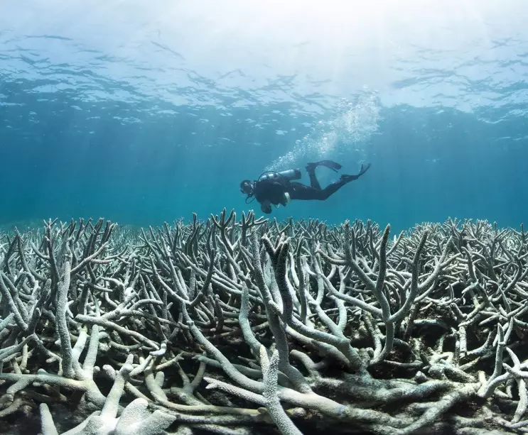 marine biodiversity loss