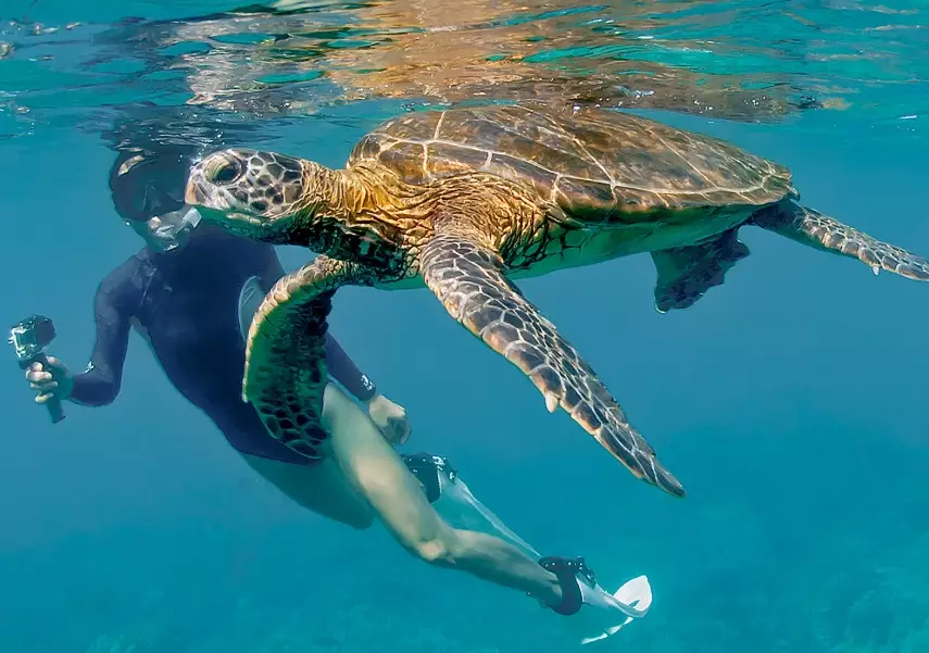 best places to see sea turtles