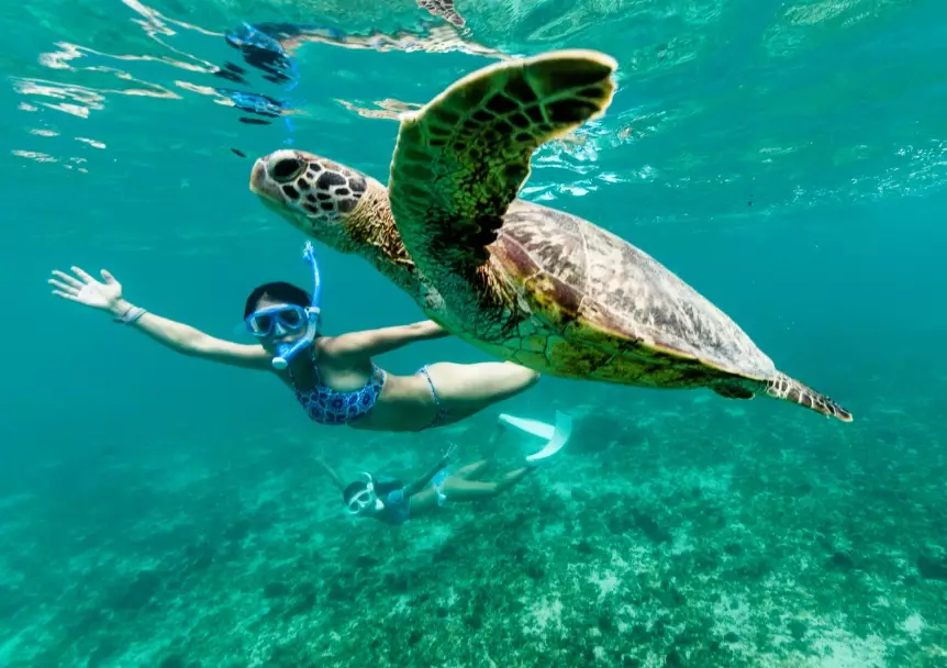 swimming with turtles