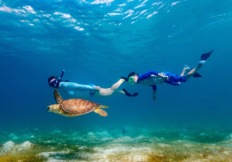 sea turtle snorkeling tours