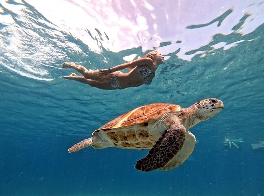 Caribbean turtle snorkeling