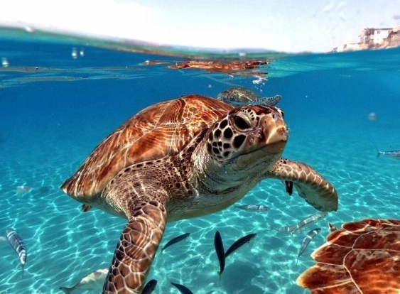 sea turtle nesting beaches