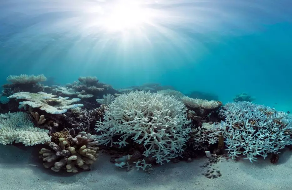 effects of coral bleaching