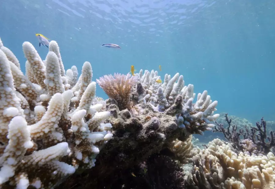 coral bleaching human impact
