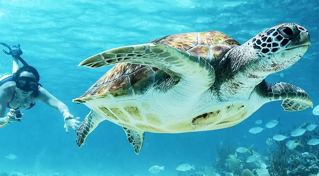 swim with sea turtles USA