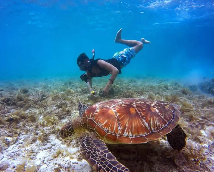best places to see sea turtles