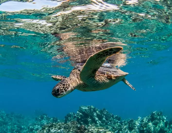 sea turtle watching guide