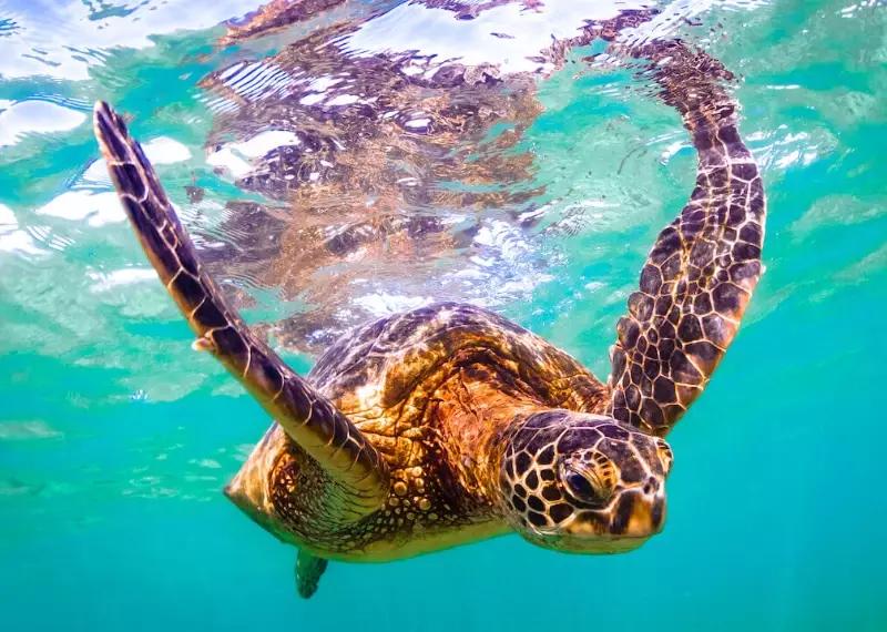 swim with sea turtles USA