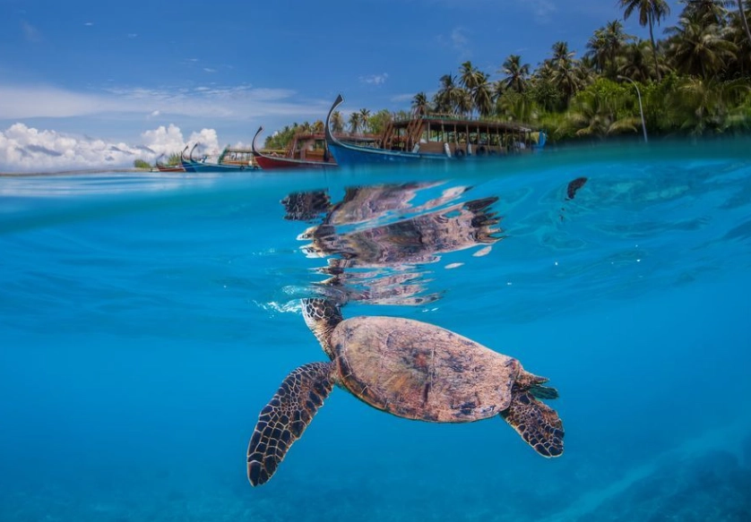 sea turtle nesting beaches