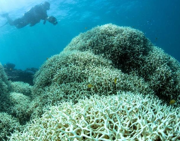 coral bleaching effects