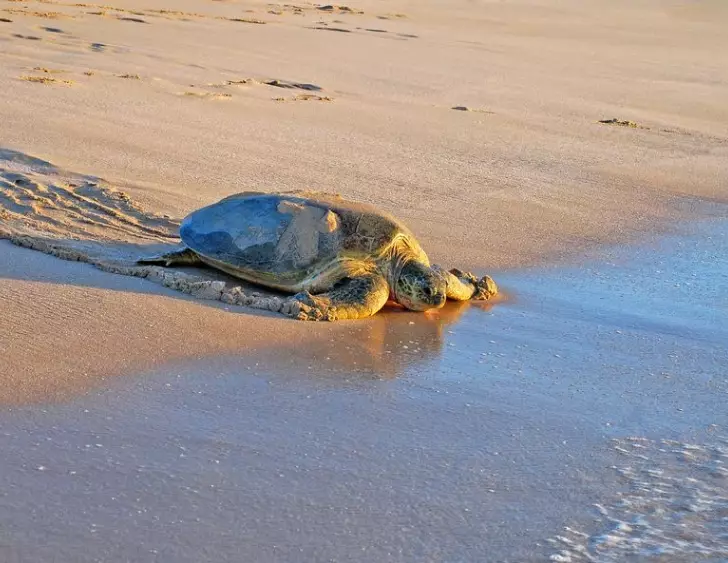 best place to see sea turtles