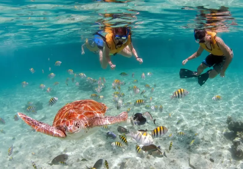 sea turtle snorkeling