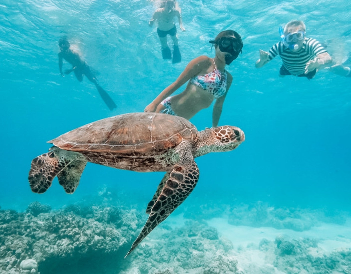 sea turtle snorkeling