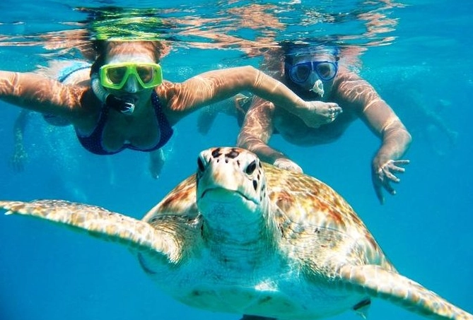 swim with sea turtles