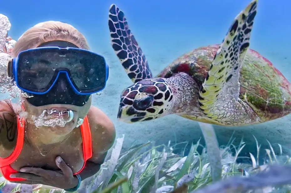 green sea turtle encounter green sea turtle encounter