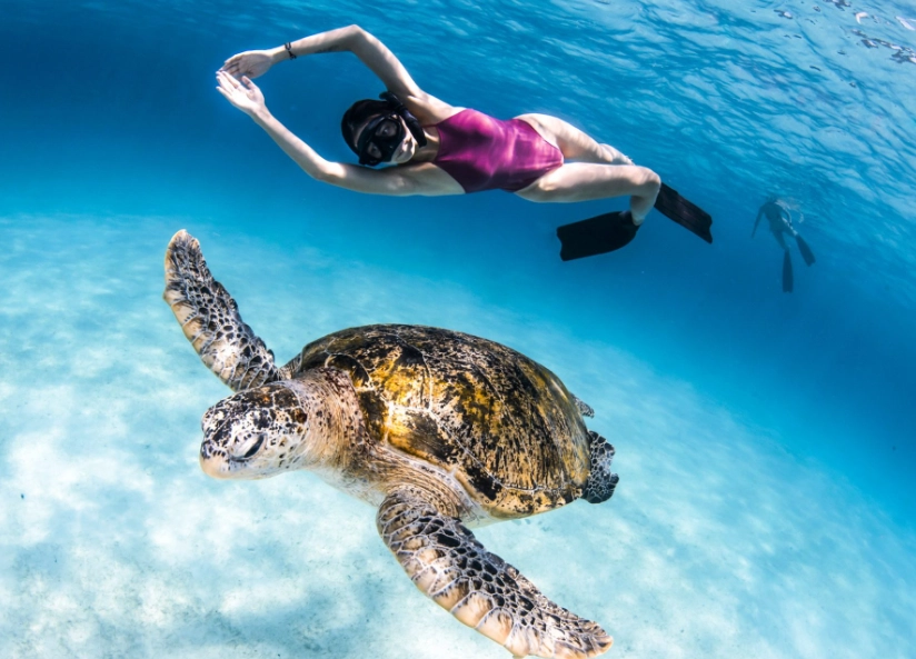 sea turtle snorkeling tours sea turtle snorkeling tours