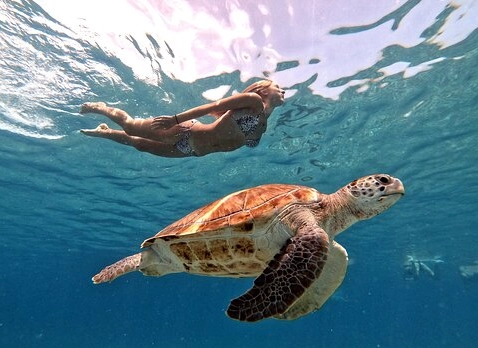 best places to swim with turtles best places to swim with turtles