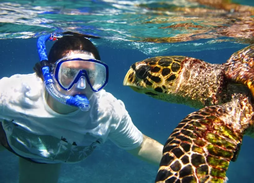 sea turtle swimming destinations sea turtle swimming destinations