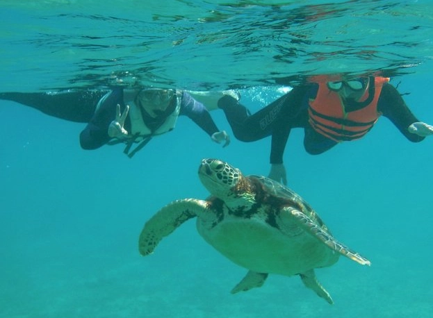 how to swim with sea turtles in aquarium
