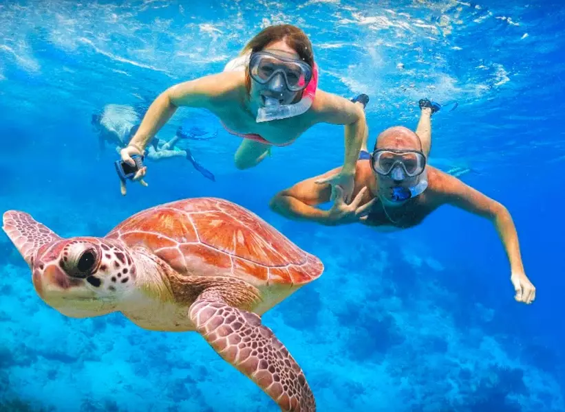 sea turtle snorkeling tours sea turtle snorkeling tours