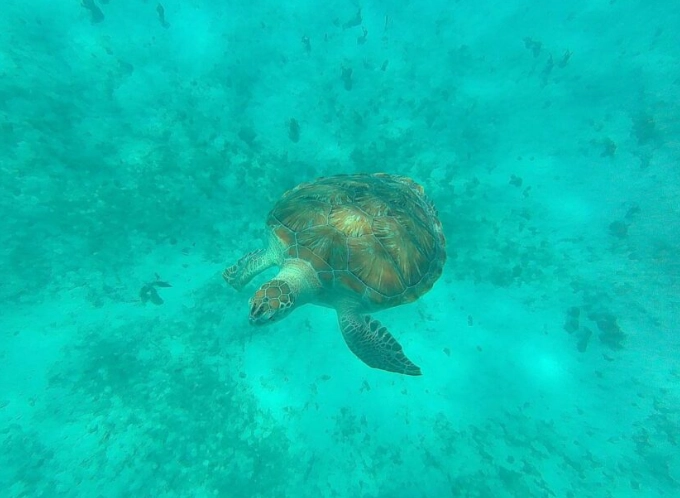 swim with sea turtles swim with sea turtles