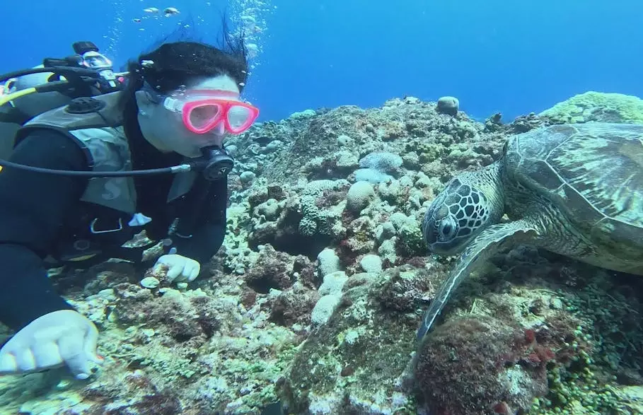 sea turtle encounter near me