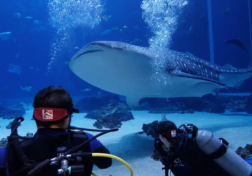 aquarium dive experience aquarium dive experience