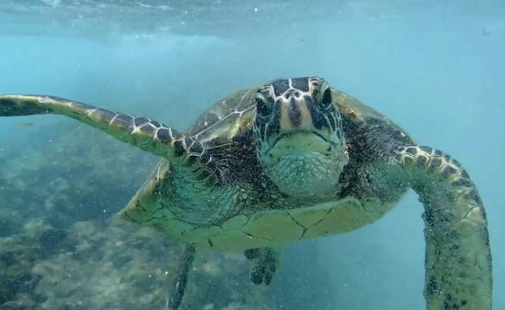 aquarium sea turtle experience