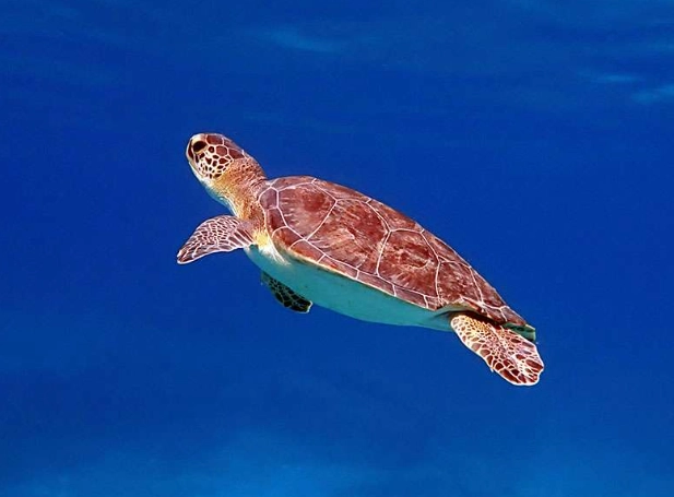 loggerhead turtle swimming loggerhead turtle swimming