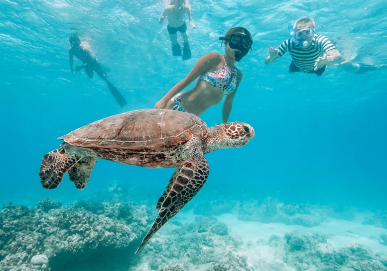 swim with sea turtles Hawaii