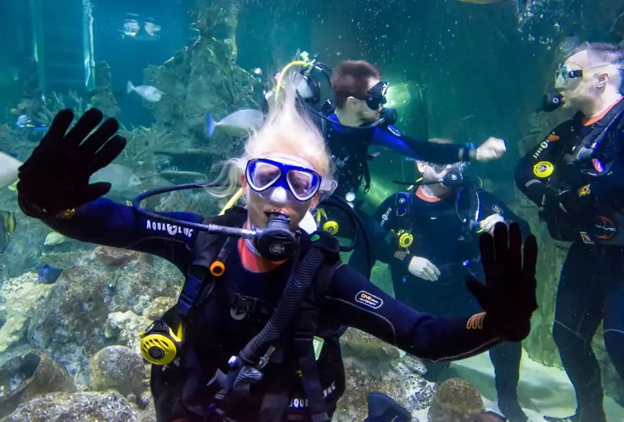 swim with whale sharks swim with whale sharks