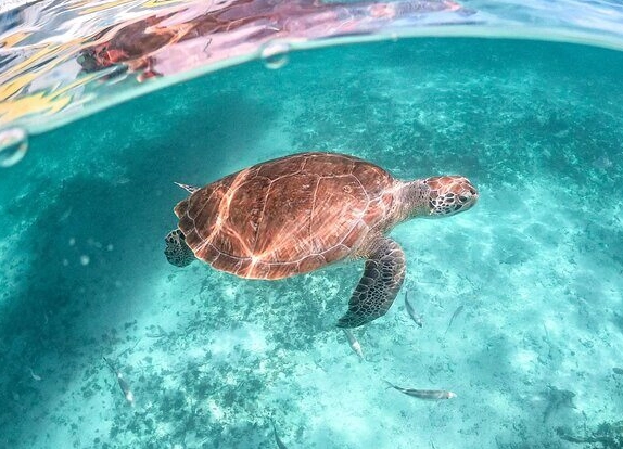 sea turtle encounter near me