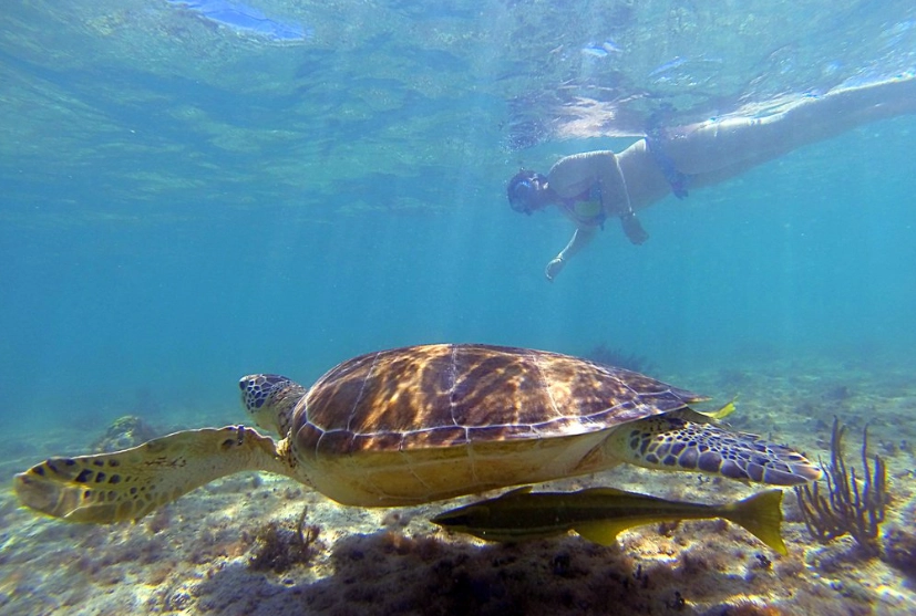 loggerhead turtle swimming loggerhead turtle swimming