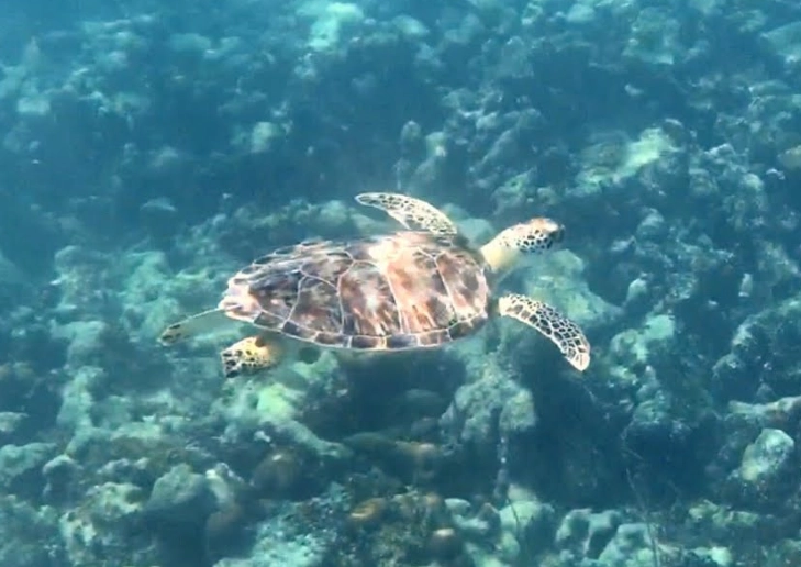 aquarium sea turtle experience