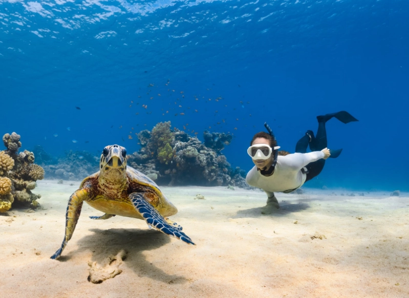 sea turtle swimming destinations sea turtle swimming destinations