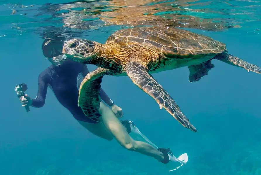 swim with turtles swim with turtles