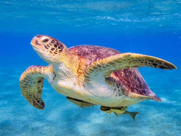 best places to swim with turtles best places to swim with turtles