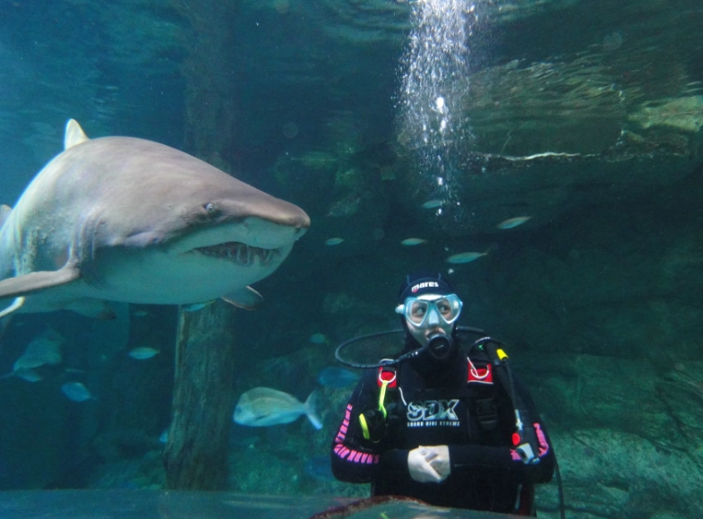 aquarium diving aquarium diving