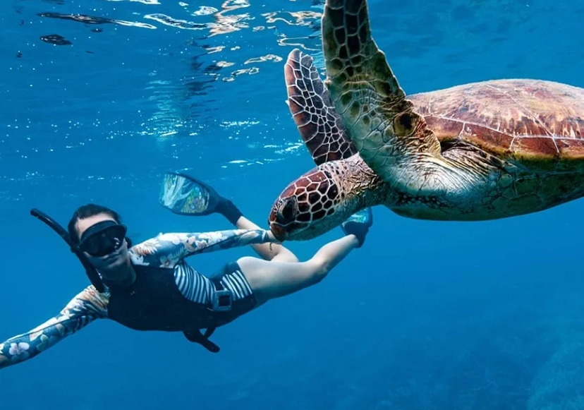 ethical sea turtle encounters ethical sea turtle encounters