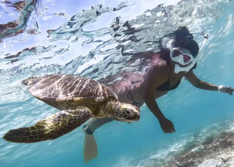 best places to swim with sea turtles best places to swim with sea turtles