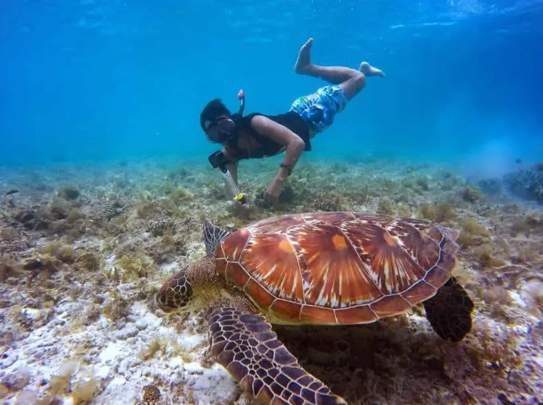 best places to swim with sea turtles best places to swim with sea turtles