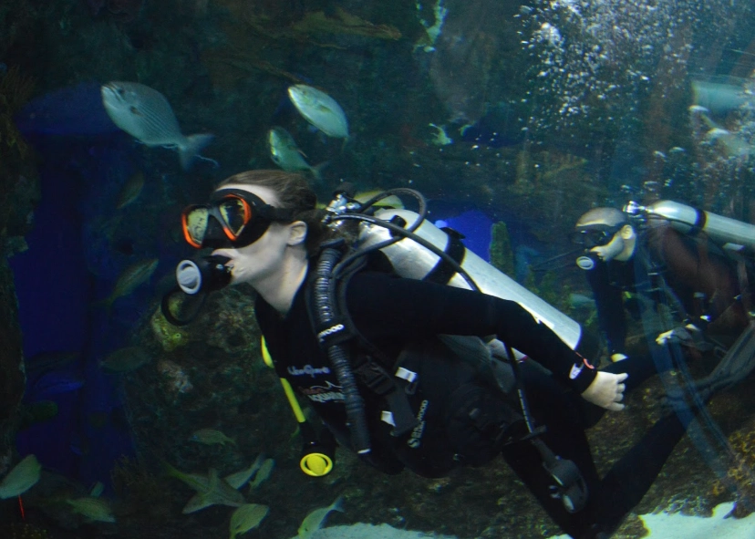 swim with whale sharks swim with whale sharks