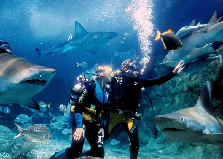 aquarium diving aquarium diving