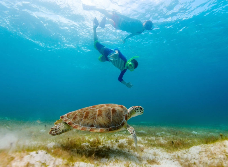 swim with turtles swim with turtles