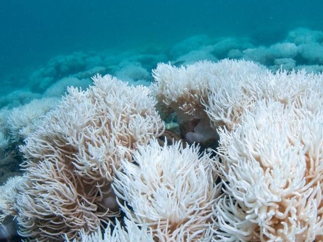 marine heatwaves marine heatwaves